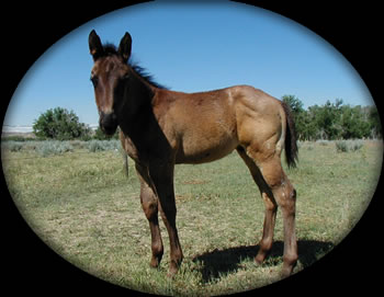 Quarter Horses for Sale