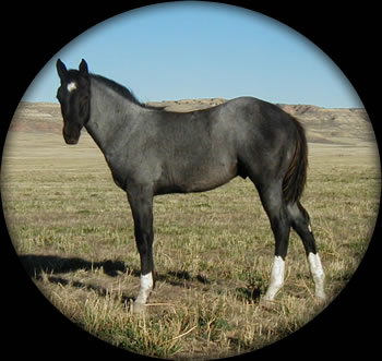Blue Roan Quartaer Horses for Sale