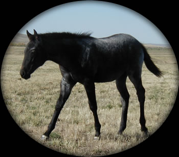 Blue Roan Quartaer Horses for Sale