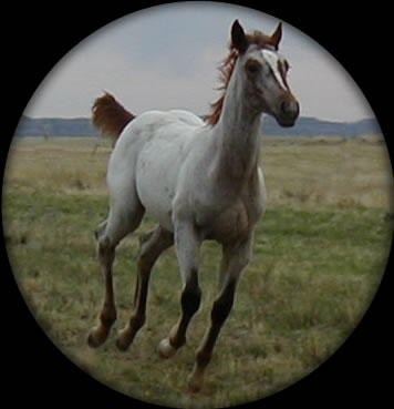 Blue Roan Quartaer Horses for Sale