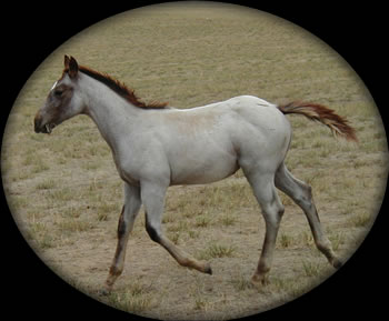 Blue Roan Quartaer Horses for Sale
