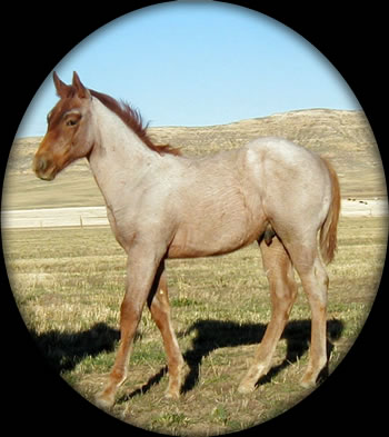 Blue Roan Quartaer Horses for Sale