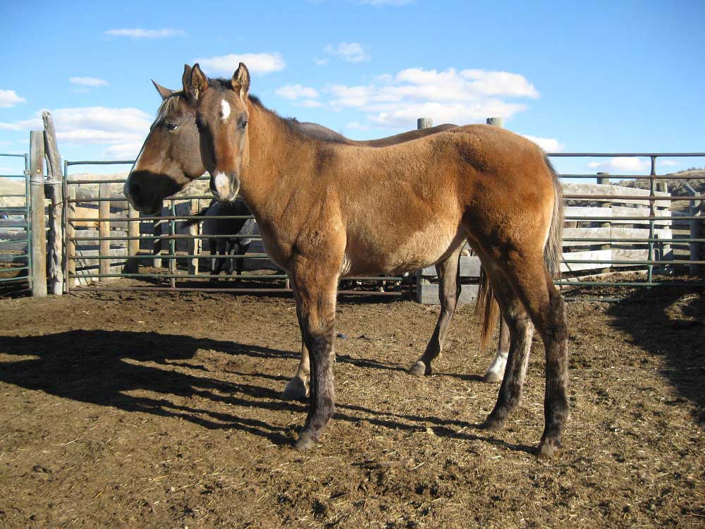 2024 Powder River Rowdy Lil Silver Agate Filly