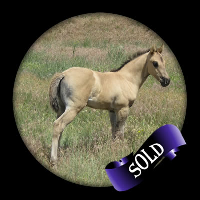 Blue Roan Quartaer Horses for Sale