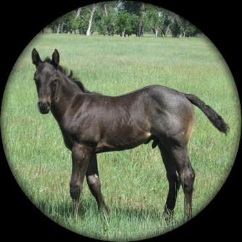 Blue Roan Quartaer Horses for Sale