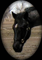 ARIZONA BLUE HANCOCK BLUE ROAN  QUARTER HORSE