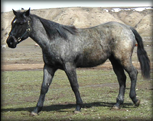 Powder River Horses Blue Roan Quarter Horse Mare Arizona Blue Hancock 