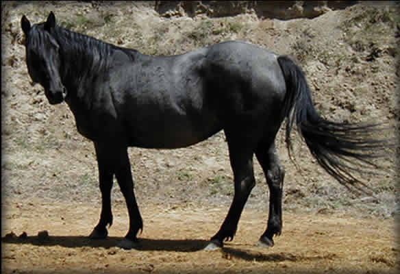 Powder River Horses, Crimson Blue Hancock of Joe Hancock lineage