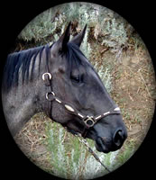 CROWHEART BLUE ANN  HANCOCK BLUE ROAN QUARTER HORSE