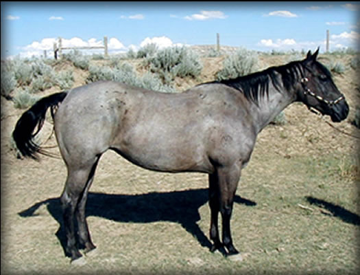 Powder River Horses, Crowheart Blue Ann of Joe Hancock Lineage