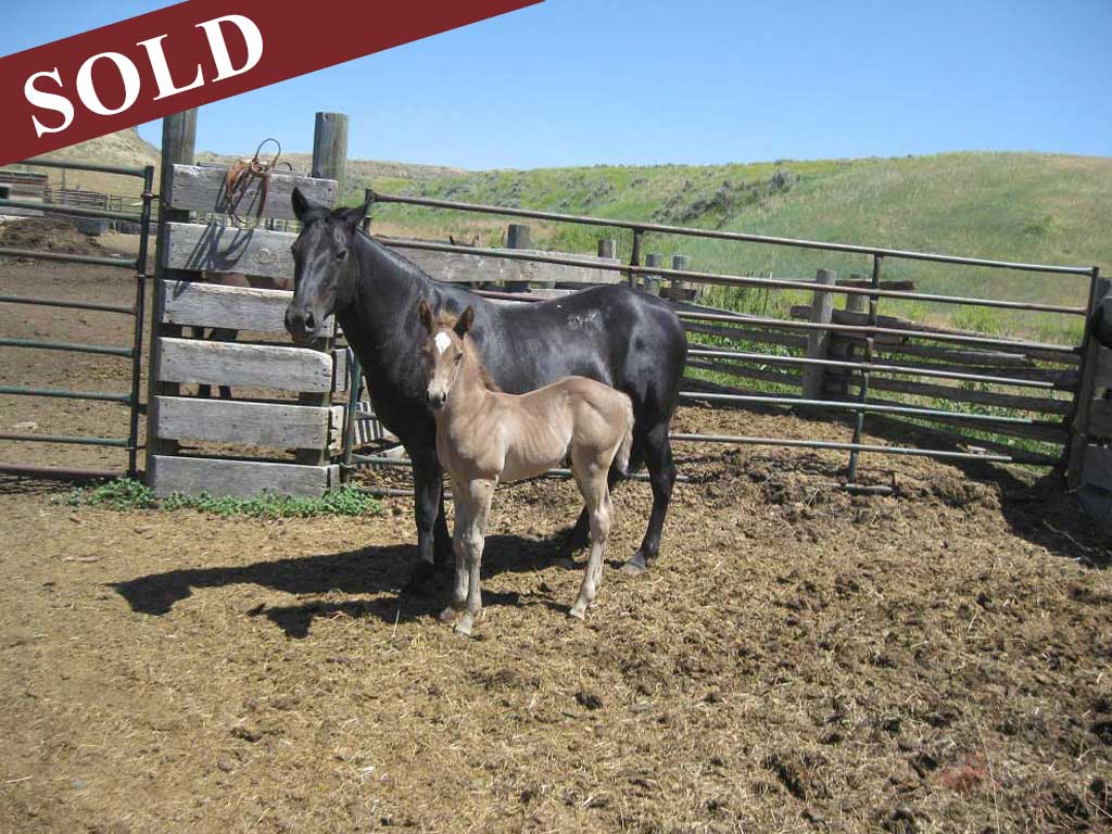 2024 Plumb Silver Hancock PR Hollywood Eclipse Black Silver Stud Colt