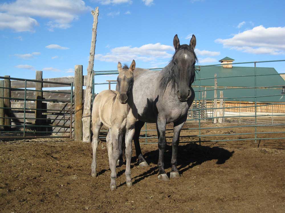 2024 Powder River Rowdy Indaian Lily Jo Stallion