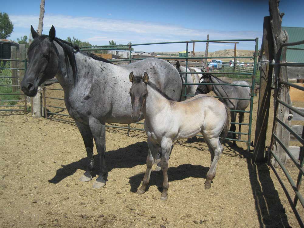 2024 Powder River Rowdy Lady Azule Blue Grullo Stallion