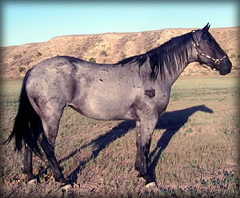Powder River Horses, Nevada Blue Hancock of Joe Hancock Lineage