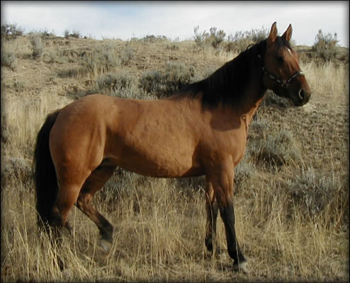 New Holly Giner Dun with Tiger Stripes Quarter Horse