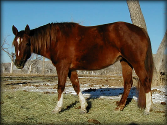 New Holly Rose Sorrel Quarter Horse