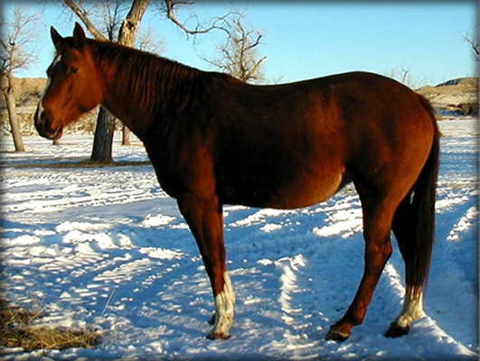 New Holly Tess sorrel with bend or spots Quarter Horse