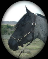 OMARKS LEO HANCOCK BLUE ROAN QUARTER HORSE