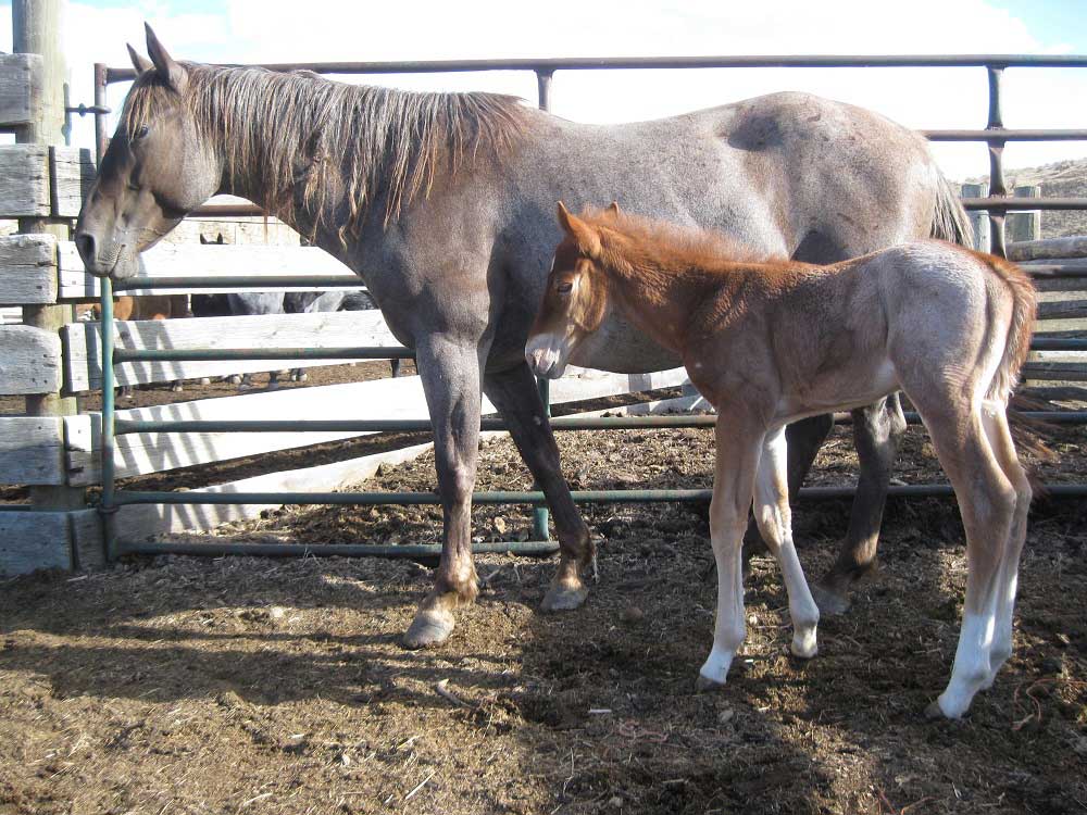 2024 Powder River Rowdy One Time Silver Mist Stallion