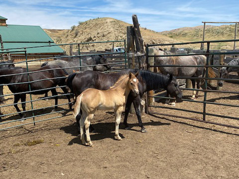 2024 Plumb Silver Hancock PR Hollywood Eclipse Black Silver Stud Colt