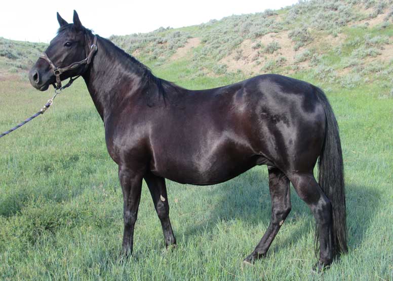 Powder River Horses, PR Hollywood Eclipse of Hollywood Gold Lineage