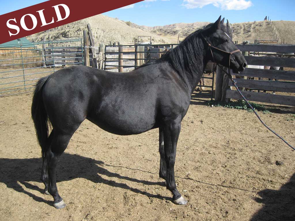2018 PR Hollywood Eclipse Blue Roan Filly