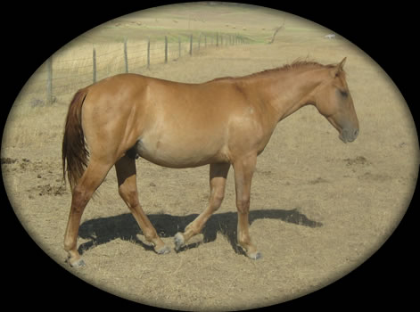 Blue Roan Quartaer Horses for Sale