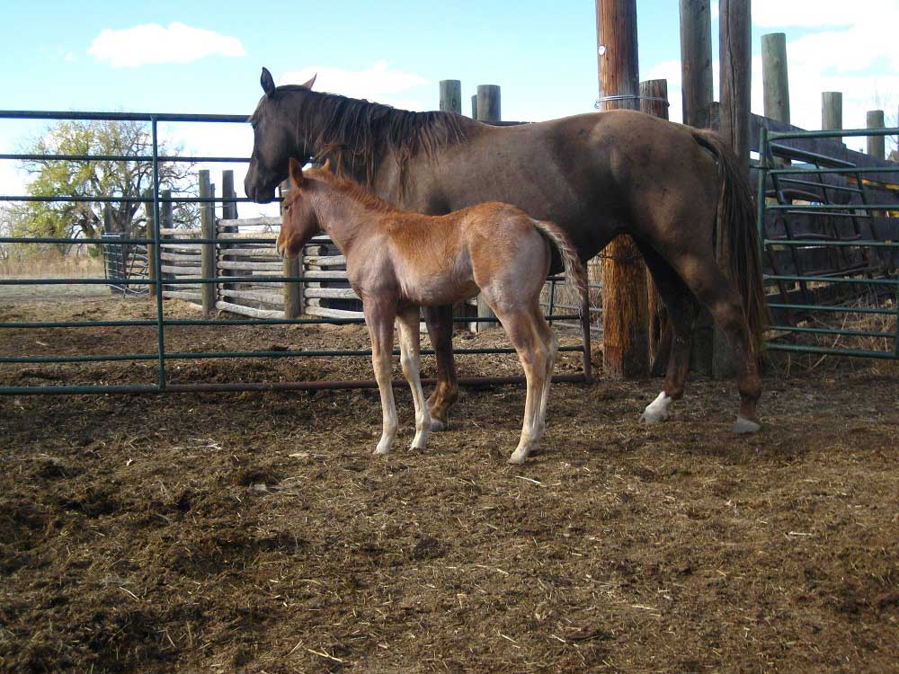 2024 Powder River Rowdy Silver Cedar Filly