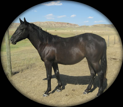 Blue Roan Quartaer Horses for Sale