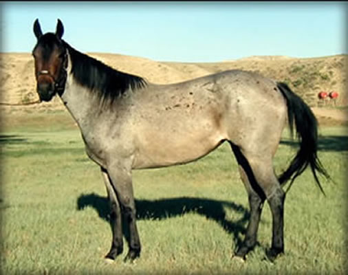 Powder River Horses, Valentine Raiders of Joe Hancock Lineage