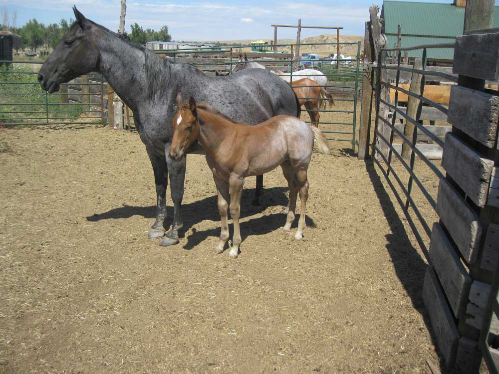 2024 Silver Wood Strike Whimsey Hancock Filly