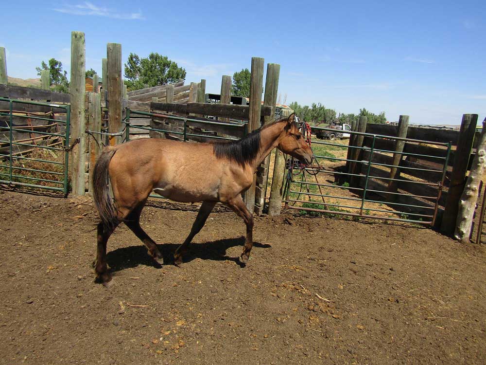 2024 Powder River Rowdy Lil Silver Agate Filly