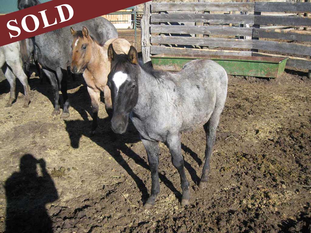 2023 Powder River Rowdy PR Wyomoing Blue Wolf Stallion