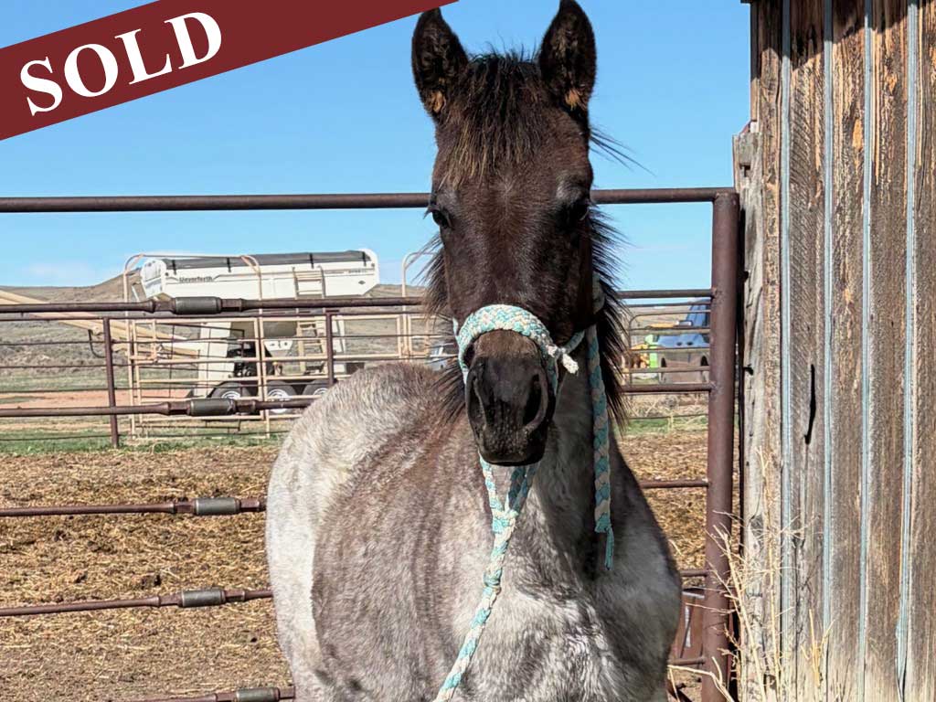 2025 Powder River Rowdy PR Wyoming Blue Wolf Blue Roan Filly