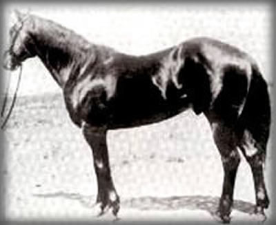 Joe Hancock, considered by some to be the greatest Quarter Horse that ever lived
