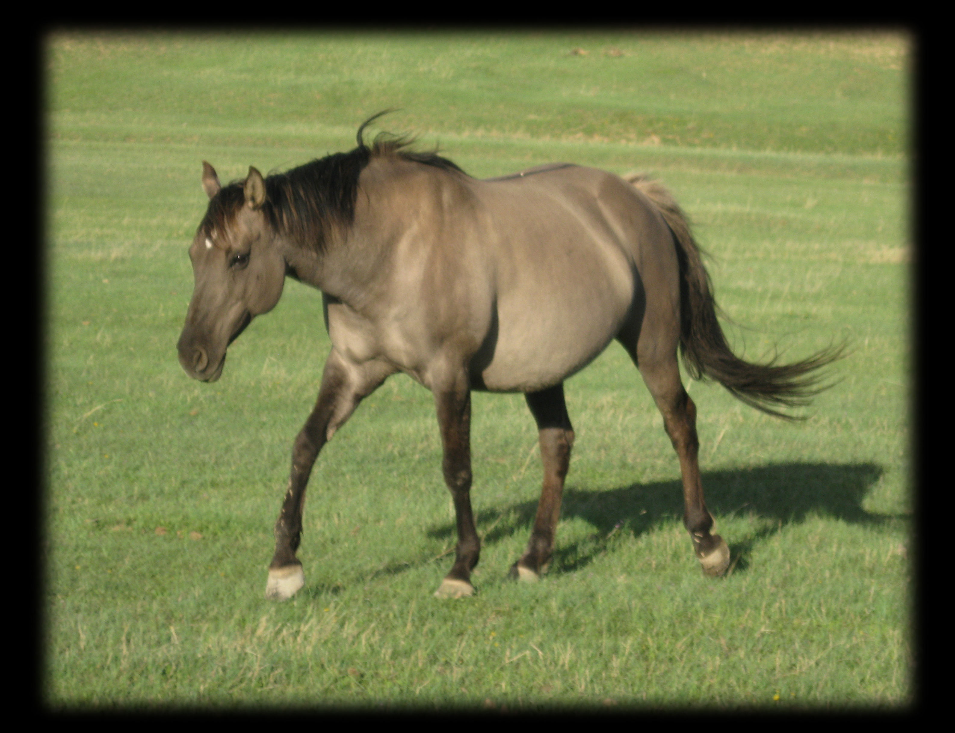 Quarter Horses For Sale Hollywood Kandee Kat