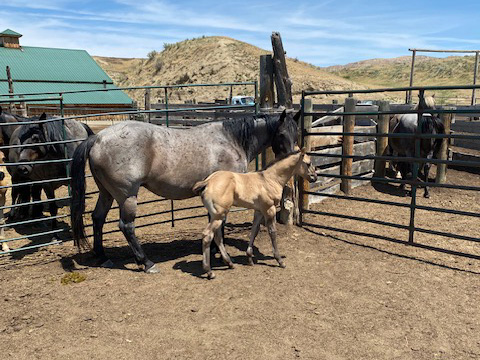 2021 hancock powder river filly