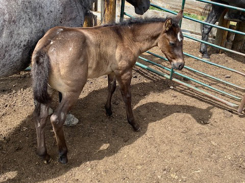 2022 powder river rowdy filly