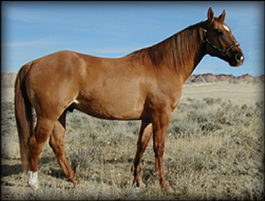 new holly prophet quarter horse