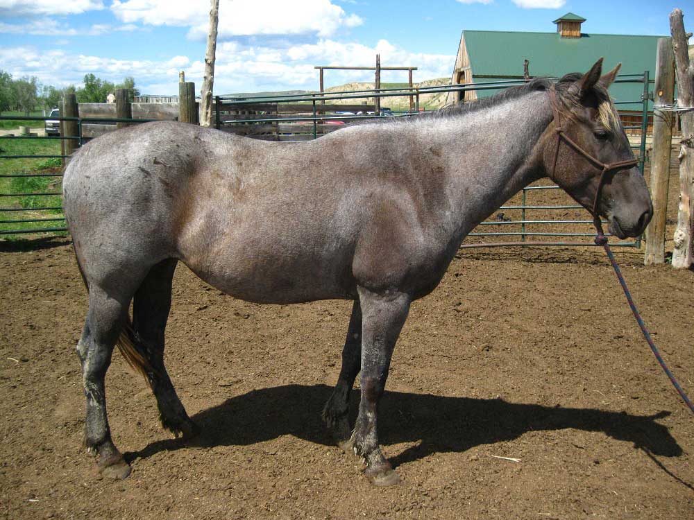Powder River Horses, One Time Silver Mist Hancock of Plumb Silver Hancock Lineage