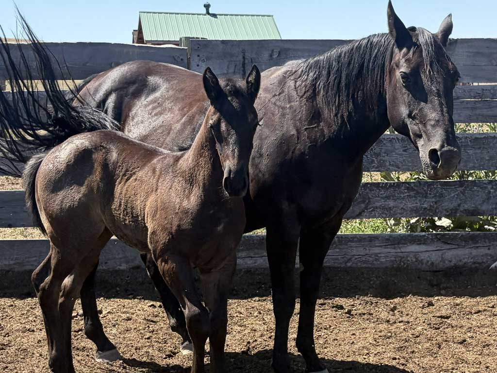 2024 Plum Silver Hancock Onex Hancock 2026 foal