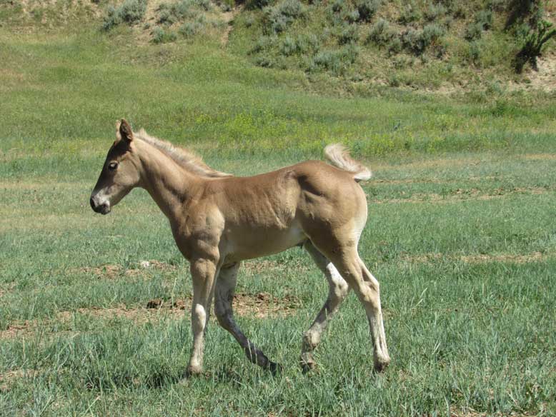 Powder River Horses Blue Roan Quarter Horse Mare Silver Coop Hancock