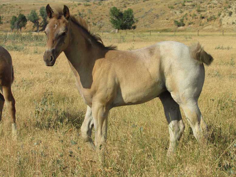 Powder River Horses Blue Roan Quarter Horse Mare Silver Moon Hancock